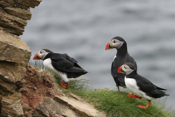 Kerry_Animals_Puffin