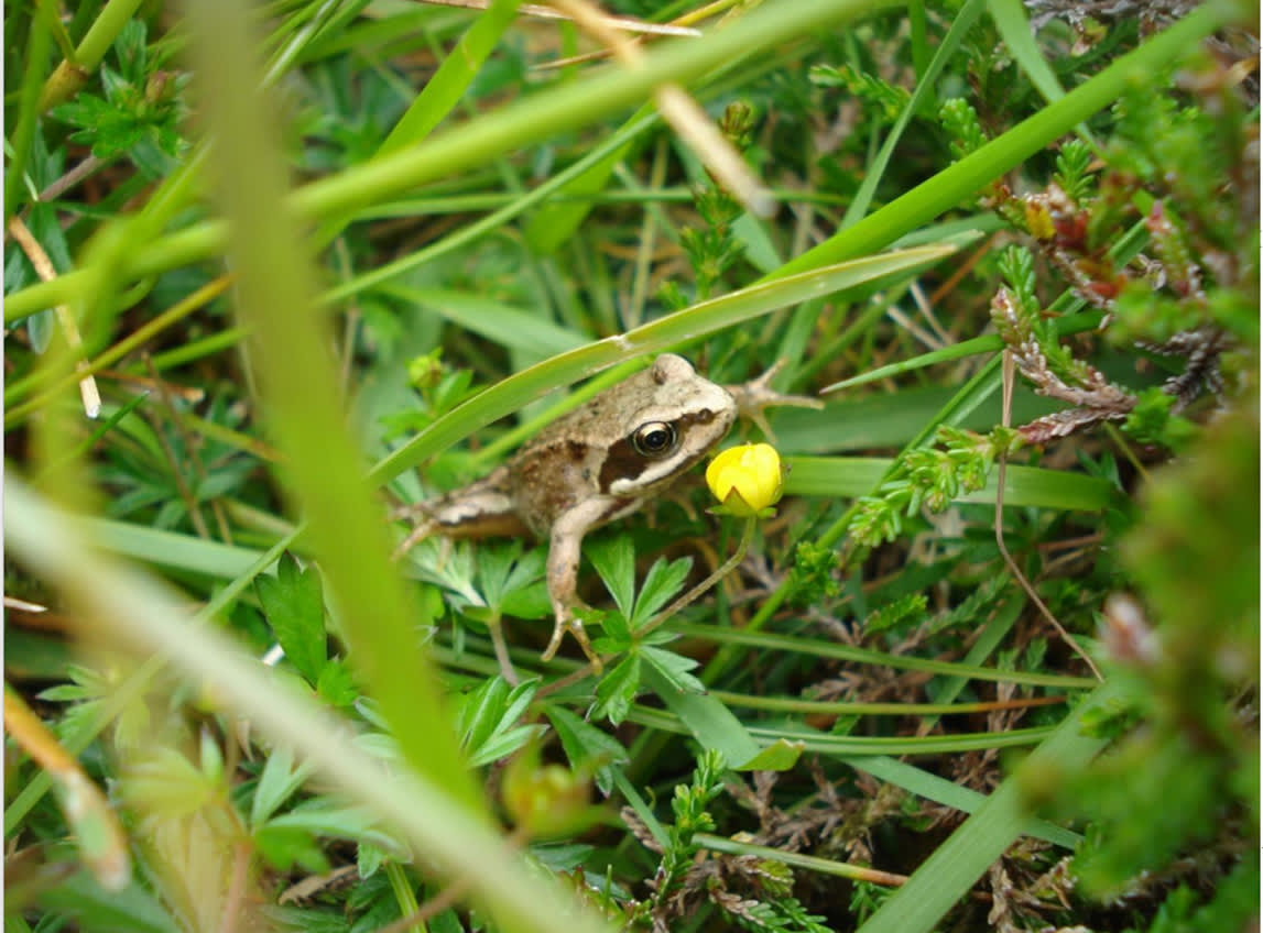 Kerry_Biodiversity