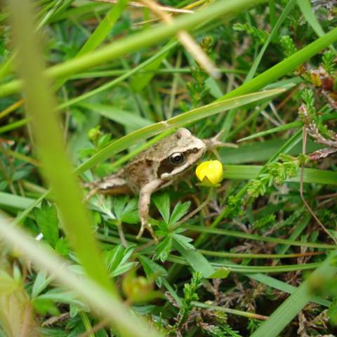 Kerry_Biodiversity