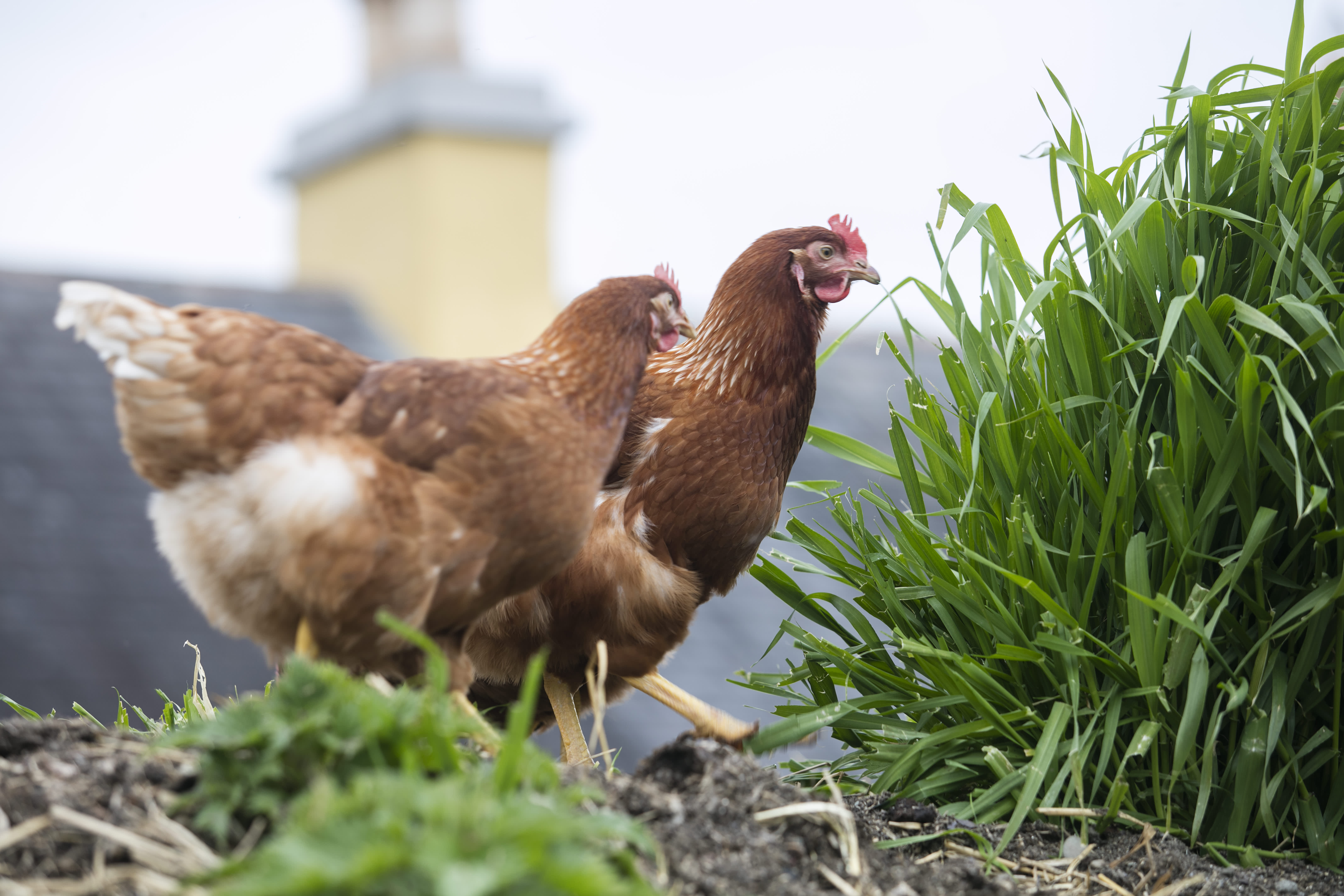 Muckross_Traditional_Farms_Killarney_National_Park_Co_Kerry_master_12_