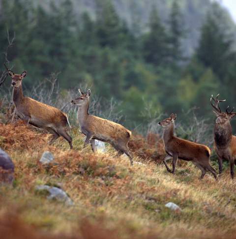 Kerry_Killarney_National_Park_Red_Stags_Ireland_Content_Pool