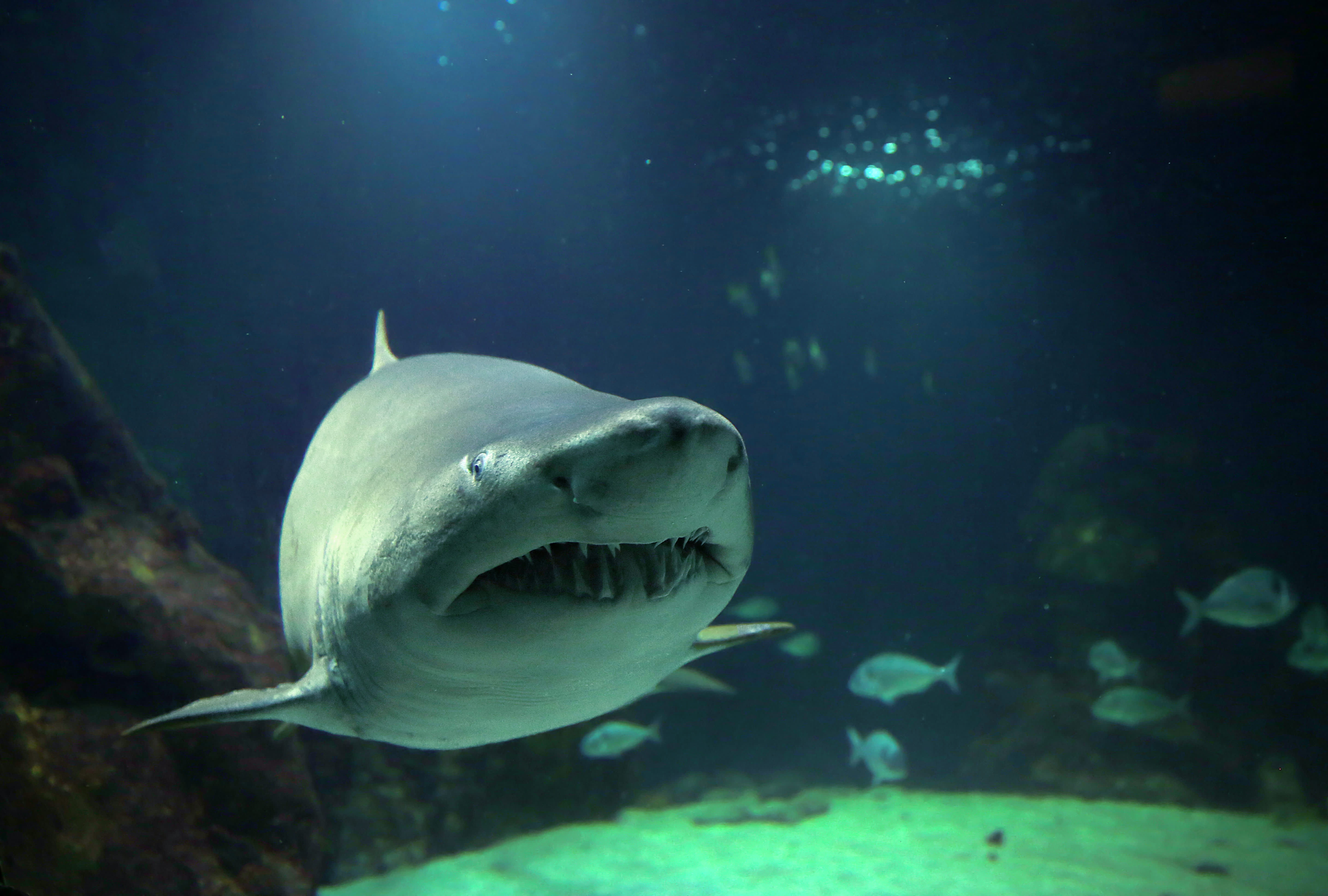 Dingle_Oceanworld_Aquarium_Dingle_Peninsula_Co_Kerry_master