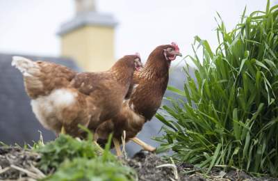 Muckross_Traditional_Farms_Killarney_National_Park_Co_Kerry_Web_Size_6_