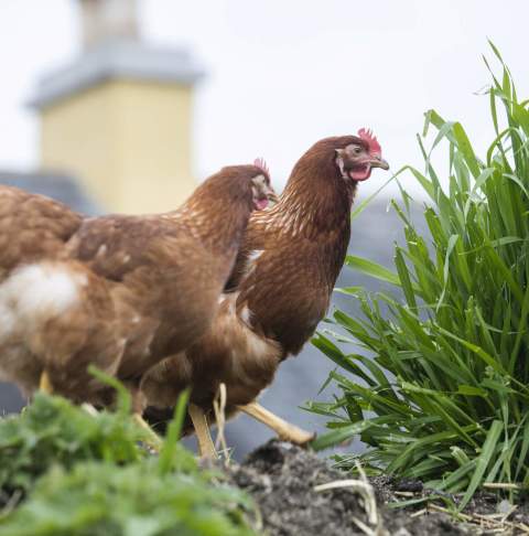 Muckross_Traditional_Farms_Killarney_National_Park_Co_Kerry_Web_Size_6_