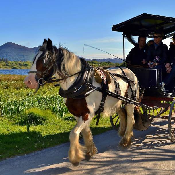 jaunting_car_ride_through_killarney_national_park