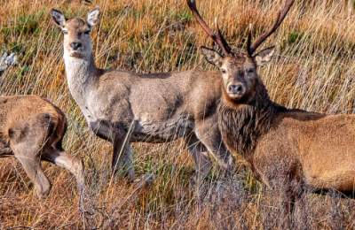 Autumn Deer Killarney National Park, Copyright Valerie O'Sullivan