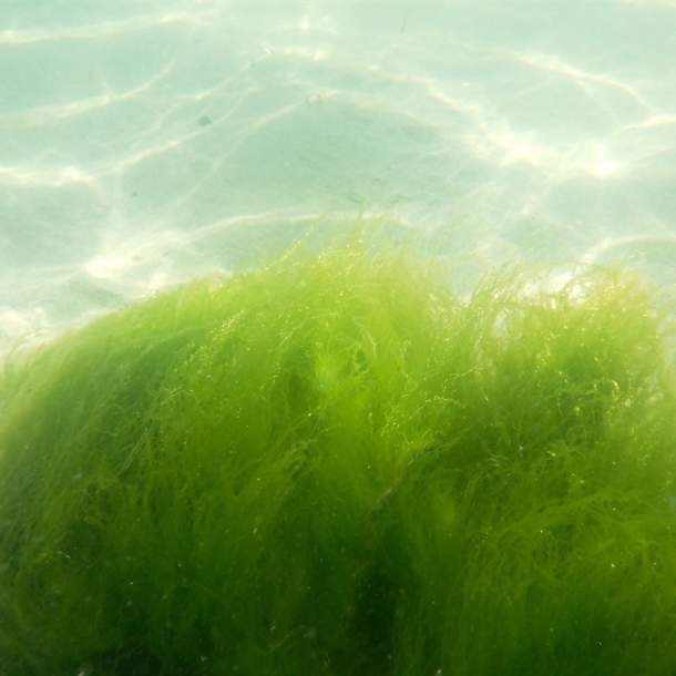 Atlantic Irish Seaweed Guided Foraging Walks