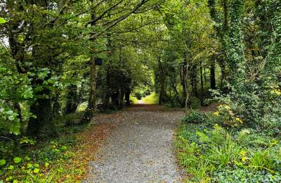 Ballyseedy 5km Trail Forest Photo