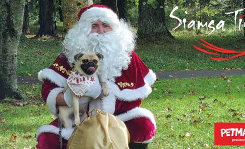 Bring Your Dog to Visit Santa! Santa Paws at Siamsa Tíre