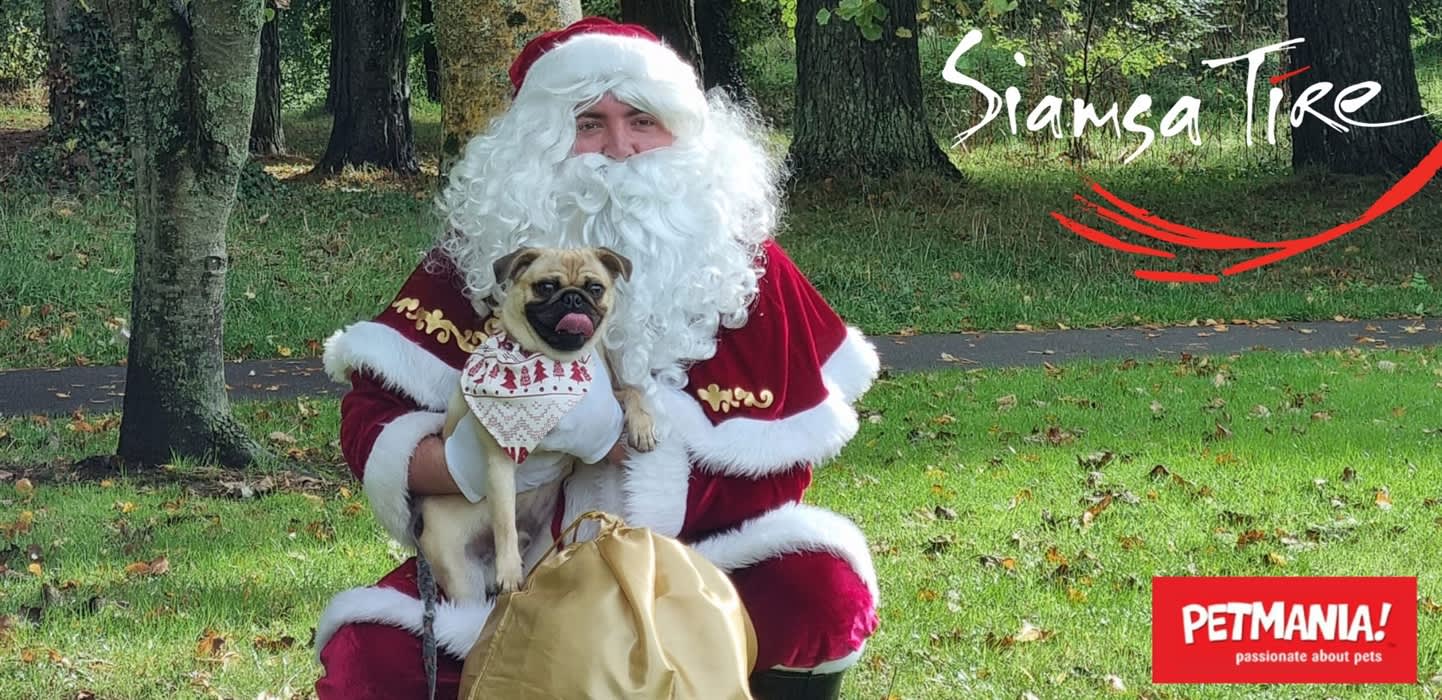 Bring Your Dog to Visit Santa! Santa Paws at Siamsa Tíre