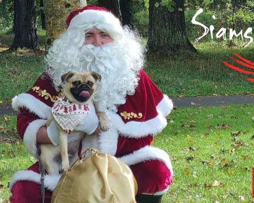 Bring Your Dog to Visit Santa! Santa Paws at Siamsa Tíre