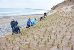 visit maharees marram grass planting