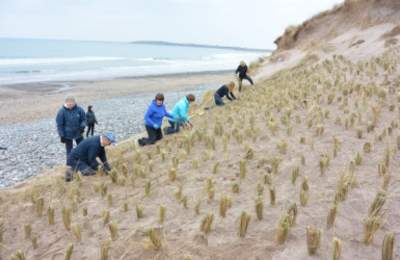 visit maharees marram grass planting